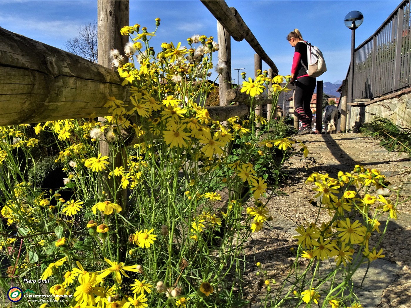 69 Rientriamo a Cantul di Aviatico, chiudendo la bella escursione mattutina tra fiori ancora splendenti di giallo.JPG